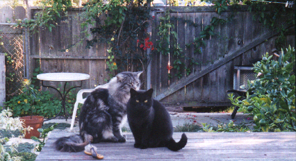 Fuzzy and Black Kitty